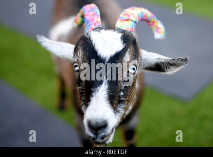 Los Angeles, USA. 03rd Nov, 2018. Goat 'Spanky' at a yoga class with goats. Goat yoga is becoming increasingly popular in the USA. Credit: Britta Pedersen/dpa-Zentralbild/dpa/Alamy Live News Stock Photo