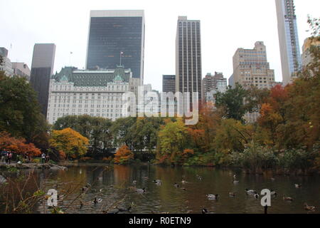 New York, USA. 02nd Nov, 2018. Ducks swim on a pond in Central Park. A colorful mandarin duck had appeared there some days ago and had mixed itself among the far less colorful mallard ducks resident there. (to dpa ''New York's most coveted bachelor': Metropolis puzzles about a duck' from 03.11.2018) Credit: Christina Horsten/dpa/Alamy Live News Stock Photo