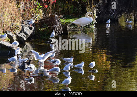 Scotland, UK. 4th Nov 2018.  A mute swan and gulls in Figgate Park, in late autumn sunshine, © Ken Jack / Alamy Live News Stock Photo