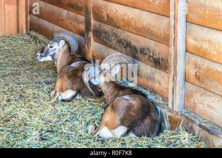 Two mouflons (ovis musimon), wild sheep, rest in the hay indoors in the landscape park Mezhigirye near Kiev, Ukraine. Stock Photo