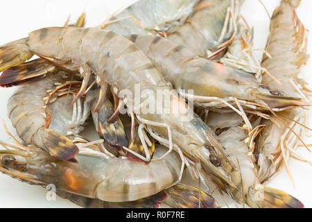 farmed raw tiger prawns imported into the UK from Madagascar and bought from a supermarket. Photographed on a white background. England UK GB Stock Photo