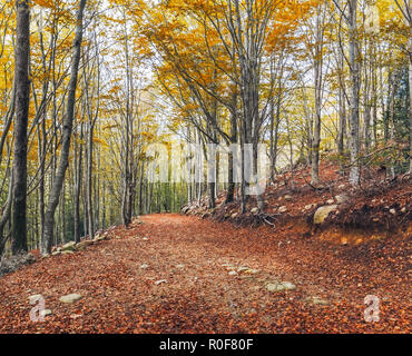 Autumn Beech Forest in the Montseny Natural Park, Catalonia Stock Photo