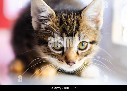 Little kitten ,little cat Stock Photo