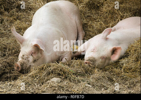 Pigs laying on hay and straw Stock Photo