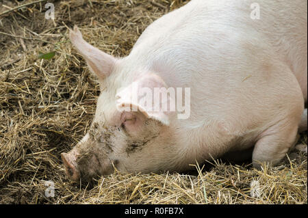 Pig laying on hay and straw Stock Photo