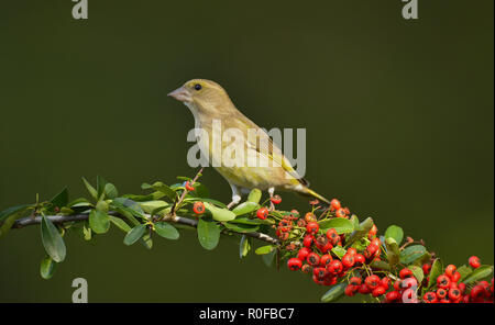 Greenfinch (Carduelis chloris), female on pyrocanthus twig with berries Stock Photo
