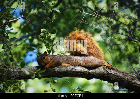 Fox squirrel (Sciurus niger) lounging on a tree limb with blurred green leaves in background Stock Photo