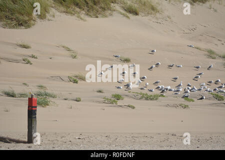 View between two dunes, grown with Beach Grass, on a North Sea beach at Texel. Island in Holland. Stock Photo
