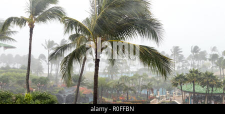 Palm trees blowing in hurricane winds and driving rain as tropical cyclone approaches an island Stock Photo