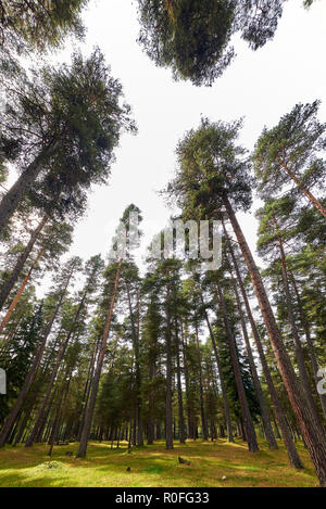 Rays of the sun in a pine forest. Green grass, backlit by the sun and pine. Stock Photo