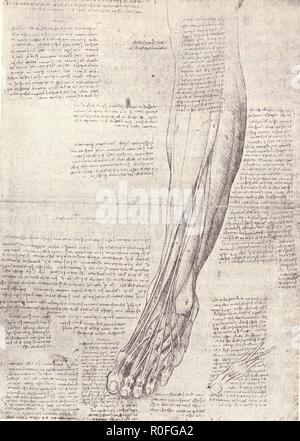 ANATOMICAL DRAWING . LEONARDO DA VINCI Stock Photo