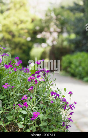 Small purple flowers foreground against background with green trees and path in garden Stock Photo