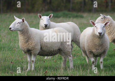 A flock/ herd of sheep grazing in a field in Yorkshire, Britain in the UK Stock Photo