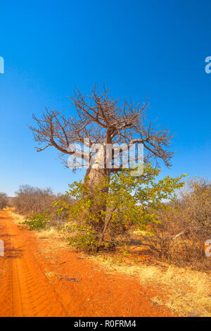 Baobab tree on red sand desert in Musina Nature Reserve, South Africa. Baobab forest reserve in Limpopo. Vertical shot. Copy space with blue sky. Dry season. Stock Photo