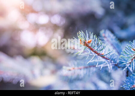 Winter snowy pine tree christmas scene. Fir branches covered with frost wonderland. Calm blurred snow flakes winter time background with copy space Stock Photo