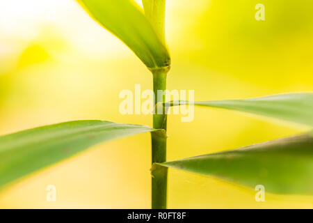 Abstract nature plant background. Floral details, macro image Stock Photo