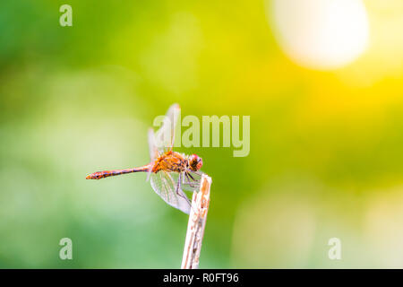 The picture of a vary beautiful dragonfly. Red eye color on dragonfly were very beautiful.The environment was very modest. Nature wildlife, insect clo Stock Photo