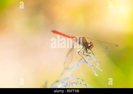 The picture of a vary beautiful dragonfly. Red eye color on dragonfly were very beautiful.The environment was very modest. Nature wildlife, insect clo Stock Photo