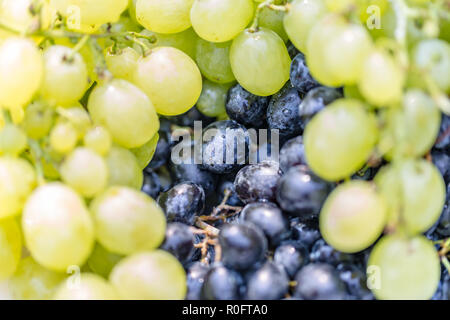 Healthy fruits red wine grapes background, dark grapes, blue grapes, wine grapes. Red wine grapes with white wine grapes Stock Photo