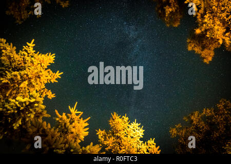 Pine forest and night sky. Stars and milky way between trees Stock Photo