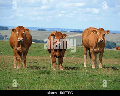 three curious large brown cows from a breeding herd of beef cattle staring straight at the camera in the Northern Pennines, Cumbria, England, UK Stock Photo