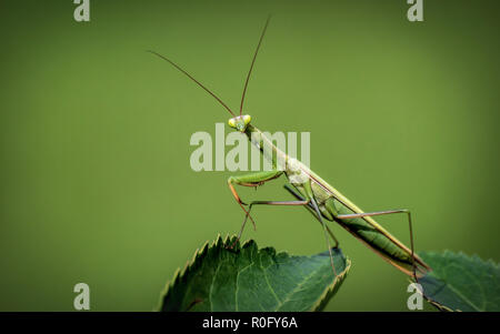 The European mantis or Mantis religiosa is a large hemimetabolic insect in the family of the Mantidae, which is the largest family of the  Mantodea Stock Photo