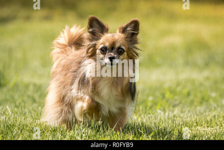 The Chihuahua is the smallest breed of dog and is named after the state of Chihuahua in Mexico. Chihuahuas come in a wide variety of colors Stock Photo