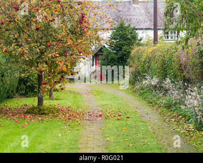 Driveway leading to an English country cottage with  apple tree and wind blown red apples on the ground beneath Threapwood Malpas Cheshire Stock Photo