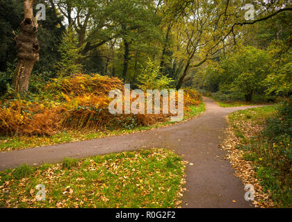 Paths through woodland in Autumn, Southampton Common, Southampton , England Stock Photo