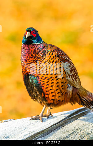 Pheasant, common, or ring necked pheasant. (Phasianus colchicus). Colourful male or cockbird perched on a frost covered log with rich Autumnal or fall