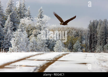 Cypress Hills First Snowfall Alberta Bald Eagle in Flight Stock Photo