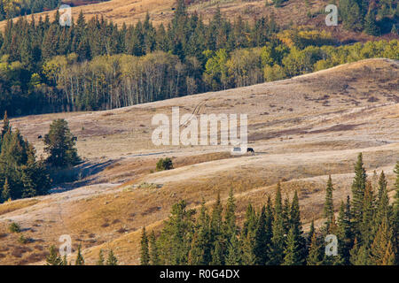 Cypress Hills First Snowfall Alberta Saskatchewan Canada Stock Photo