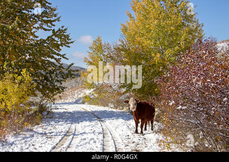Cypress Hills First Snowfall Alberta Saskatchewan Canada Stock Photo