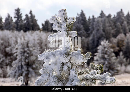 Cypress Hills First Snowfall Alberta Saskatchewan Canada Stock Photo