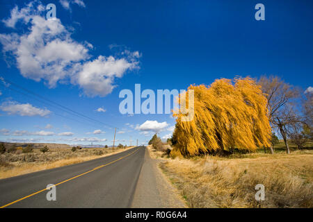 A beautiful weeping willow tree changing from green to gold on an autumn day in October in a remote ranch pasture in central Oregon. Stock Photo