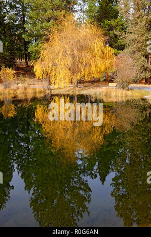 The reflection of a willow tree turning gold in the autumn in a small pond near Bend, Oregon. Stock Photo