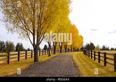 A row of willow trees turning gold in the autumn color change line this long ranch driveway near Tumalo, Oregon on an October afternoon. Stock Photo