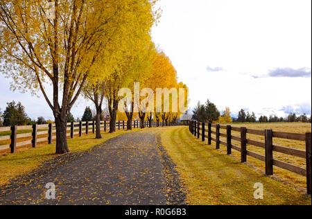 A row of willow trees turning gold in the autumn color change line this long ranch driveway near Tumalo, Oregon on an October afternoon. Stock Photo