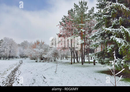 Walkway in snow covered city park with green snowy firs, pines, rowan tree with red berries. Wonderful winter landscape after first snowfall Stock Photo