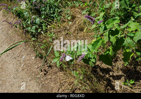 Two insect pest American white butterfly, Black-veined White, Aporia crataegi or Hyphantria cunea on the purple flower, Lozen mountain, Bulgaria Stock Photo