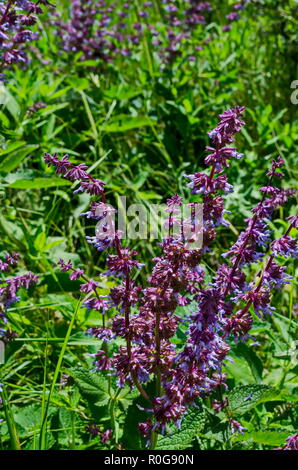 Close up view of the beautiful purple wild salvia flowers in the Lozen mountain, Bulgaria Stock Photo