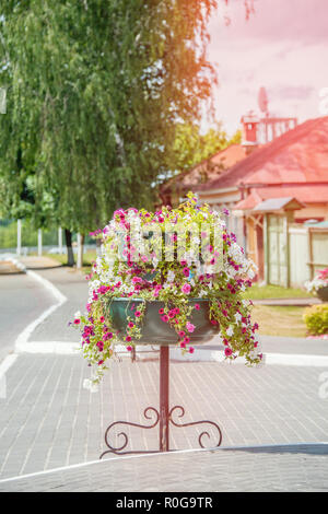 Street at sunset, decorated with a large flower bed of white, pink, purple flowers of Impatiens. Stock Photo