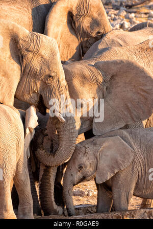 Africa elephant - a family of African elephants ( Loxodonta Africana ) including adults and young baby, Etosha national park, Namibia Africa