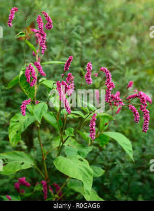 Persicaria maculosa,redshank,annual,annuals,persicarias,Polygonum persicaria,pink,flower,flowers,flowering,RM Floral Stock Photo