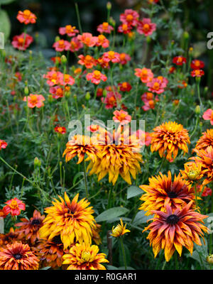 Rudbeckia hirta Cherokee Sunset,Black-eyed Susan,half hardy annual,orange,rust,yellow,mix,mixed,color,colours,RM Floral Stock Photo