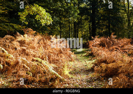 BLAKENEY WOODS THE FOREST OF DEAN IN AUTUMN WITH PATH EDGED WITH AUTUMN BRACKEN IN DAPPLED SUNLIGHT. Stock Photo