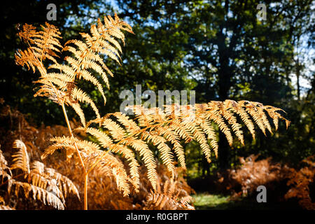 BLAKENEY WOODS, THE FOREST OF DEAN GLOUCESTERSHIRE ENGLAND UK IN AUTUMN Stock Photo