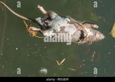 Dead rat floating in the Lauch River, Colmar, France Stock Photo