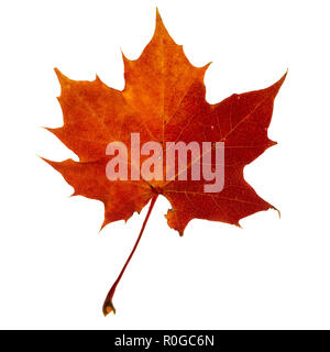 Vibrant detailed colorful autumn leaf on white background. Stock Photo