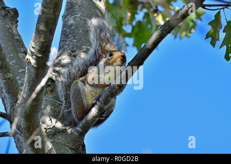 A Grey Squirrel  "Sciurus carolinensis"; sitting comfortably on a tree branch looking down at the camera in Sussex New Brunswick Canada Stock Photo